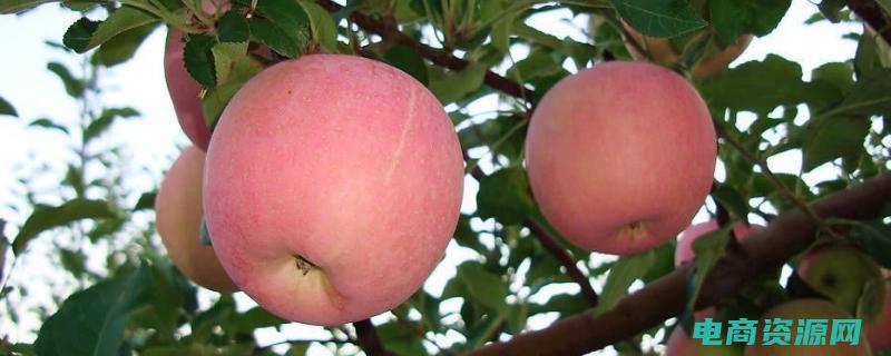 了解苹果生态的意义 (了解苹果生态系统：Apple官网解密科技重要组成)