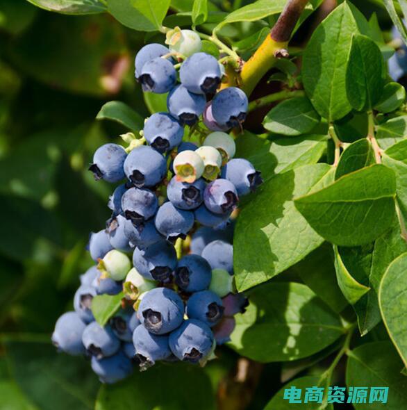 水果的味道是什么物质 (易：水果的味，从这里)