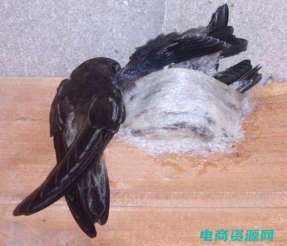 阿窝是什么意思 (阿窝团：与自然亲密接触，感受奇迹)