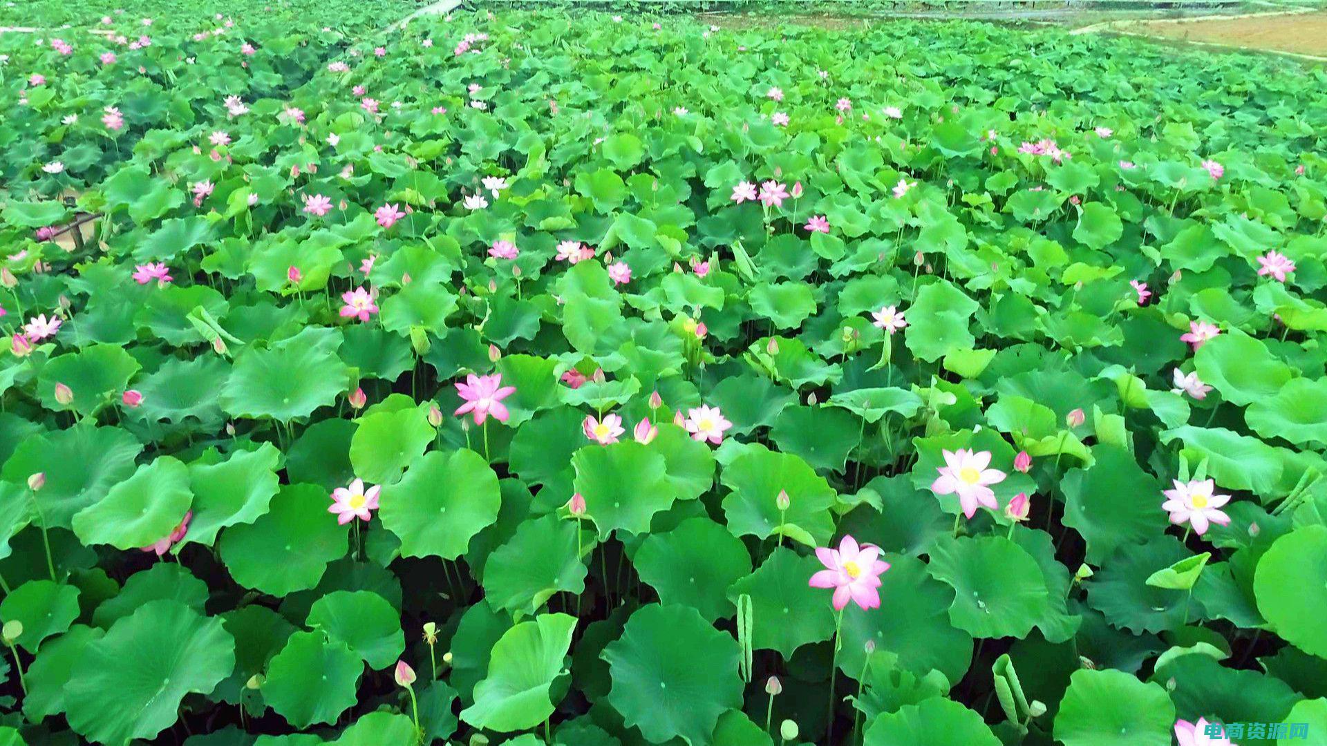惊艳了夏天 (惊艳夏日，美特斯邦威夏装让你光彩照人)