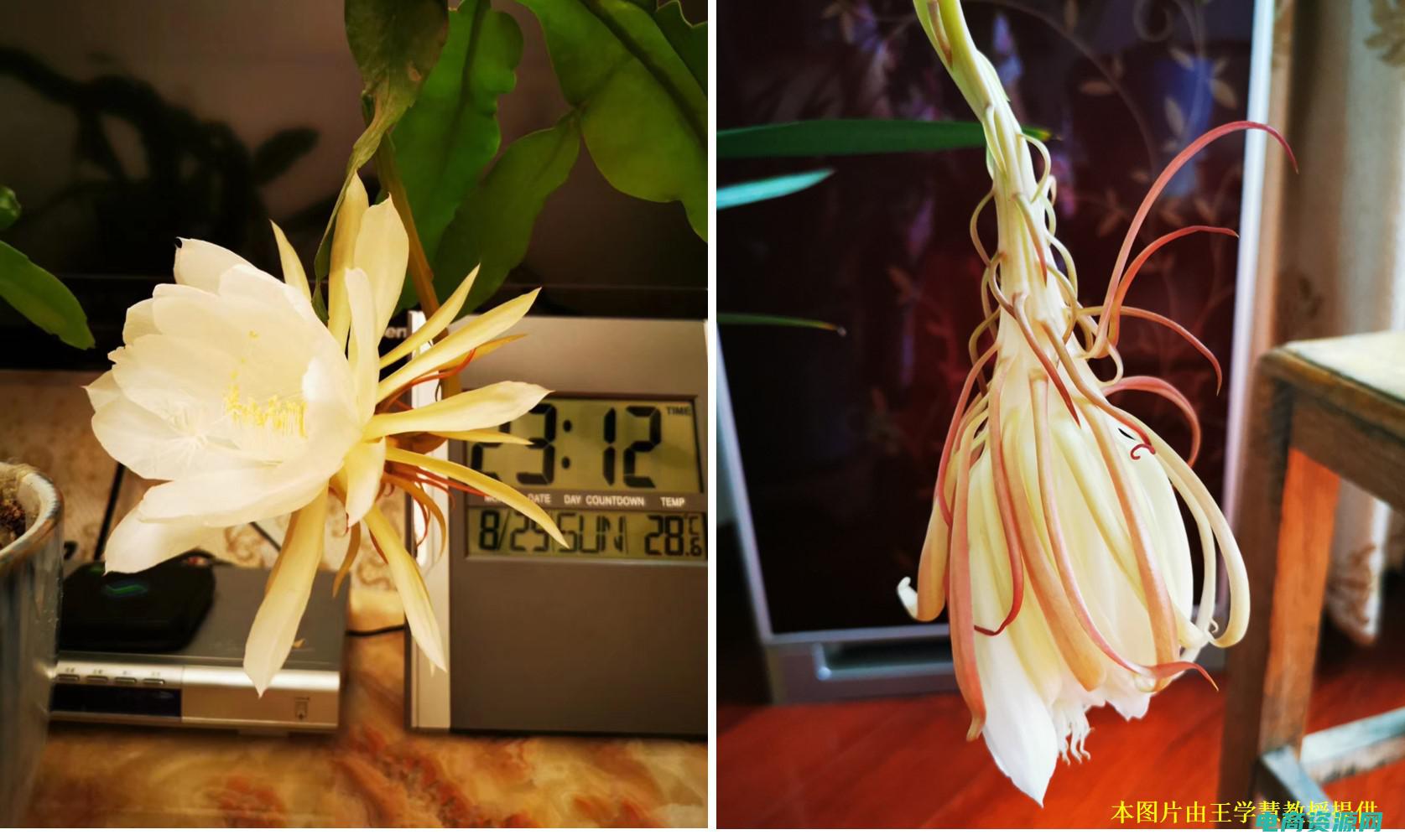 神秘奇特的昙花阅读答案 (神秘买特: 中文编辑用li标签生成的20个不能公布身份的标题)