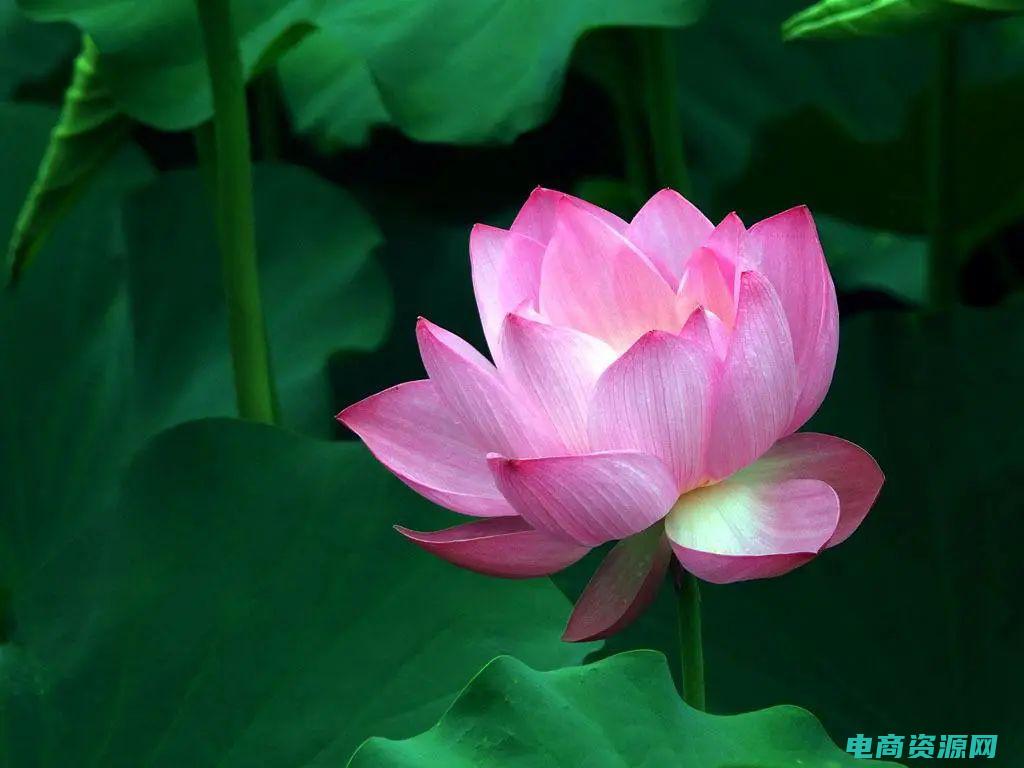 了解中国鲜花的知识 (了解中国鲜花礼品网为环保做出的努力)