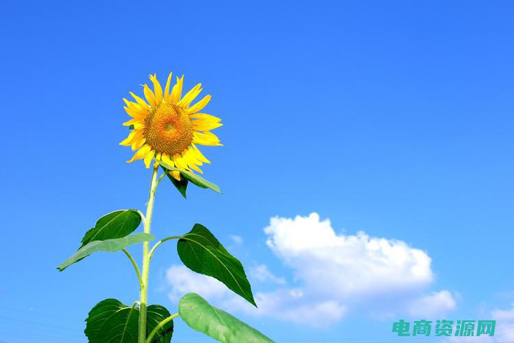 淘宝返点是否可以提现 (淘宝返点是否可以在线兑换为实物礼品？)