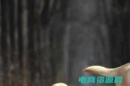 优尚上品官网 (优尚网：品味高端时尚尽在掌握)